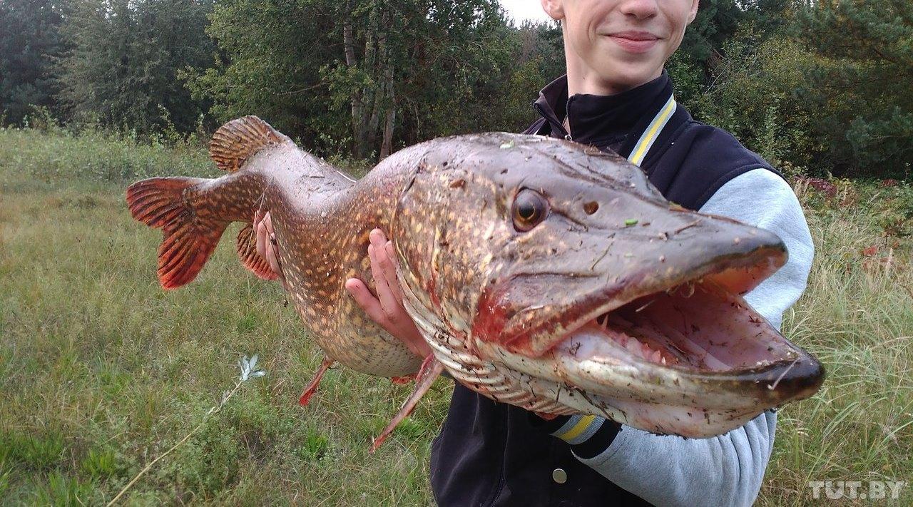 Какая рыба в белоруссии. Самая крупная щука. Щука Беларусь. Щука 200 кг. Необычная рыбалка.