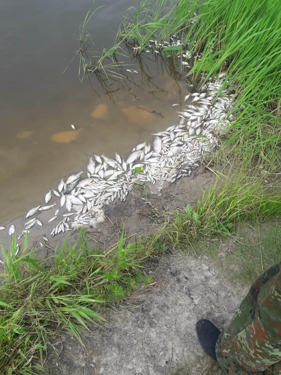 Когда был мор рыбы в Касплянском озере Смоленской области
